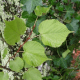 Tilleul des bois melanosporum (Tilia cordata)