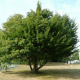Charme melanosporum (Carpinus betulus)
