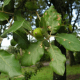 Chêne vert melanosporum (Quercus ilex)