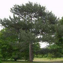 Pin laricio de Corse (Pinus Nigra Corsicana)