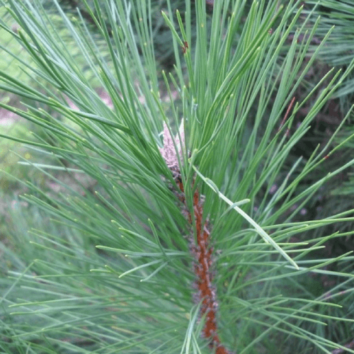 Pin de Salzmann (Pinus Nigra Salzmanii)