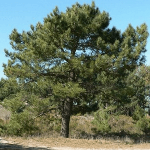 Pin maritime (Pinus Pinaster)