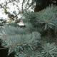 Epicea du Colorado (Picea pungens)