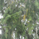 Epicéa Engelmann (Picea Engelmanii)