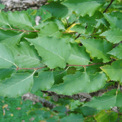 Bouleau pubescent (Betula Pubescens)