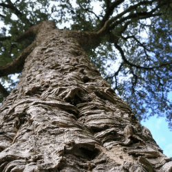 Chêne liège (Quercus Suber)