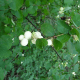 Symphorine blanche (Symphoricarpos Albus)