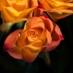 Rosier Sutter's Gold - Rose Bicolore Rouge Jaune Orangé - Grandes Fleurs