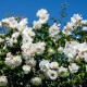 Rosier Iceberg - Rose Blanche - Fleurs Groupées
