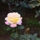 Rosier Mme A. Meilland - Rose Bicolore  Grandes Fleurs