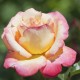 Rosier Mme A. Meilland - Rose Bicolore  Grandes Fleurs