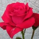 Rosier Lili Marlene - Rose Rouge Luisant - Fleurs Groupés