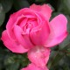 Rosier Léonard De Vinci - Rose Bengale - Fleurs Groupés
