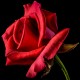 Rosier Grand Huit ®- Rose Rouge - Grandes Fleurs