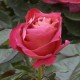 Rosier Belle Époque ® - Rose Canelle - Grandes Fleurs