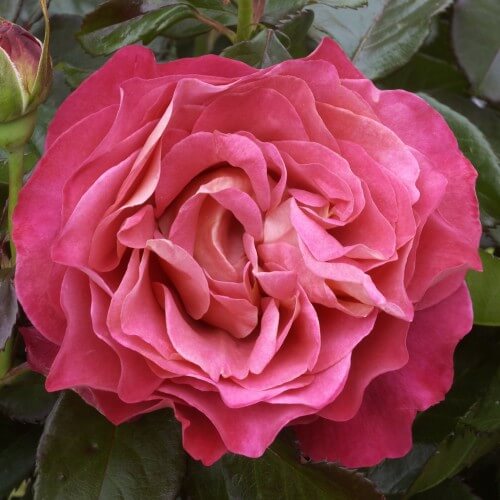 Rosier Belle Époque ® - Rose Canelle - Grandes Fleurs