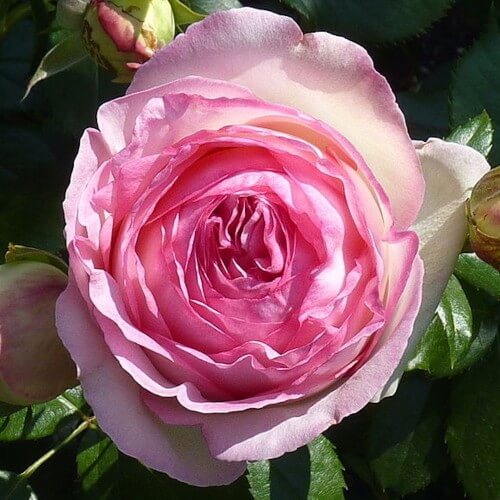 Rosier Pierre de Ronsard ® - Rose Blanche et Rose - Grandes Fleurs
