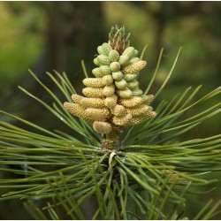 Pin Noir d'Autriche - Pinus Nigra Austriaca
