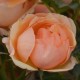 Rosier Golden Delight - Rose Jaune Pur - Fleurs Groupés