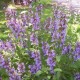 Collection 3 Plantes Aromatiques - Sauge officinale (Salvia Officinalis)