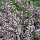 Collection 3 Plantes Aromatiques - Thym (Thymus Officinalis)