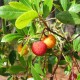 Collection 4 Arbustes à Fruits pour Oiseaux - Arbousier ou Arbre aux fraises (Arbutus Unedo)