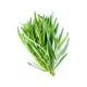 Box Aromatique Vivace - Estragon (Artemisia dracunculus)