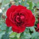 Rosier Sevillana - Rouge - Grandes Fleurs