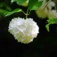 Boule de Neige (Viburnum Opulus Roseum)