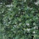 Troène de Californie (Ligustrum Ovalifolium)