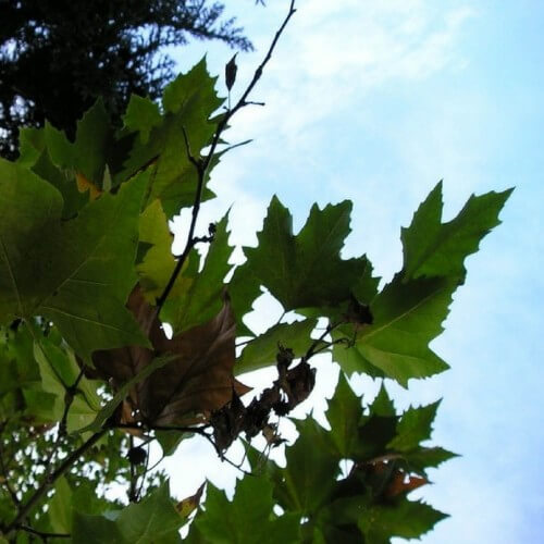 Platane à feuilles d'érable (Platanus acerifolia)