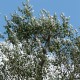 Peuplier blanc (Populus Alba)