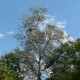 Peuplier blanc (Populus Alba)
