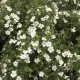 Potentille blanche (Potentilla Fruticosa 'Abbotswood')