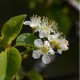 Cerisier Sainte Lucie (Prunus Mahaleb)
