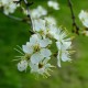 Epine noire ou prunellier (Prunus Spinosa)