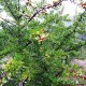 Poirier à feuilles d'amandier (Pyrus Amygdaliformis)