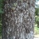 Chêne tauzin (Quercus Pyrenaica)