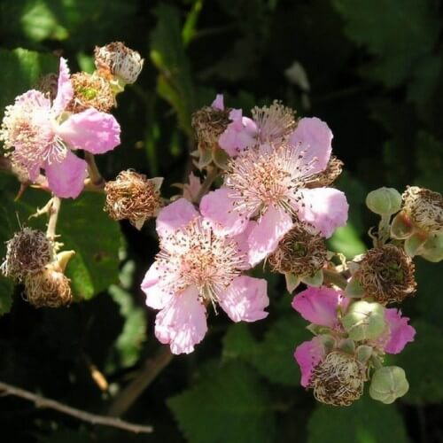 Ronce des bois (Rubus Fruticosus Inermis)