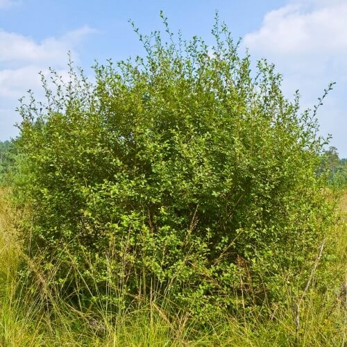 Saule à oreillettes ou 'Petit Marsault' (Salix Aurita)
