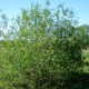 Saule des vanniers (Salix Viminalis)