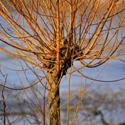 Osier jaune (Salix Alba Vittelina)