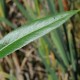 Saule soyeux (Salix Daphnoides)