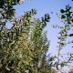 Saule à longues feuilles (Salix Smithiana)
