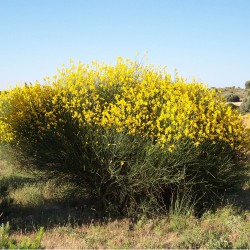 Genêt d'Espagne (Spartium Junceum)