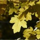 Erable champêtre (Acer Campestris)