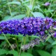 Arbre à Papillons - Buddleia Davidii Empire Blue