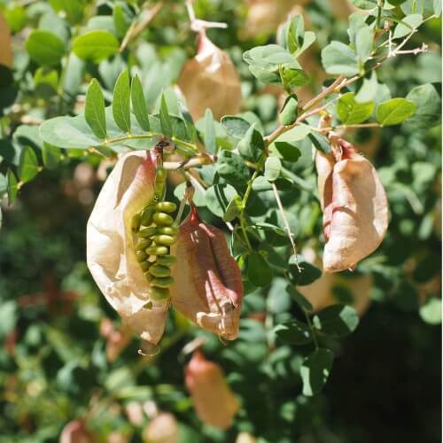 Baguenaudier (Colutea Arborescens)