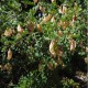 Baguenaudier (Colutea Arborescens)