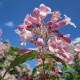 Buisson de beauté 'Pink Cloud' - (Kolkwitzia amabilis)